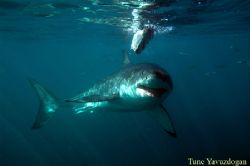 Great White taken from a cage in SA dyer island ,Gansbaai. by Tunc Yavuzdogan 
